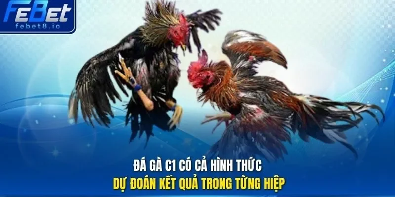Đá gà c1 có cả hình thức dự đoán kết quả trong từng hiệp. 