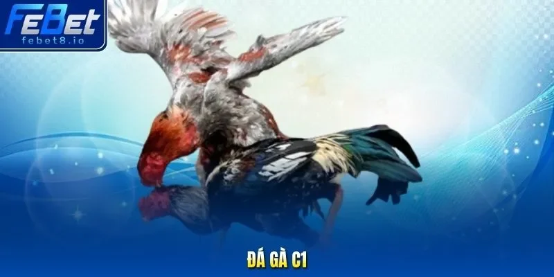 đá gà c1