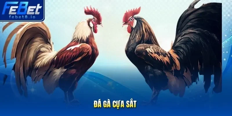 Đá gà cựa sắt