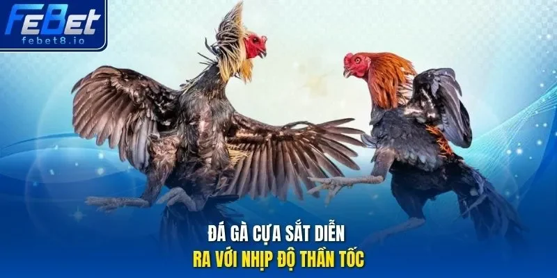 Đá gà cựa sắt diễn ra với nhịp độ thần tốc.