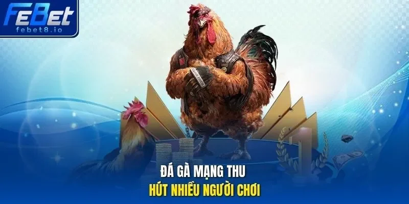Đá gà mạng thu hút nhiều người chơi 