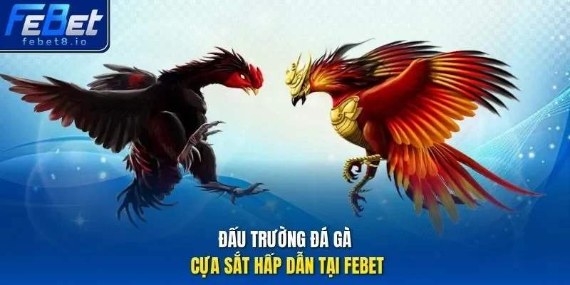Đấu trường đá gà cựa sắt hấp dẫn tại Febet.