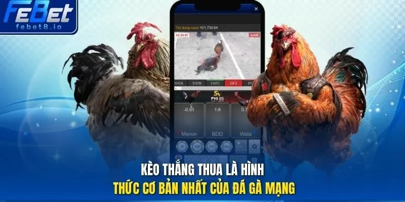 Kèo thắng thua là hình thức cơ bản nhất của đá gà mạng 