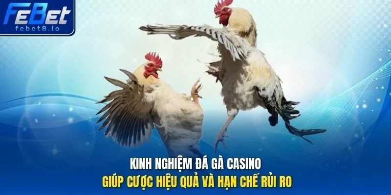 Kinh nghiệm đá gà casino giúp cược hiệu quả và hạn chế rủi ro. 