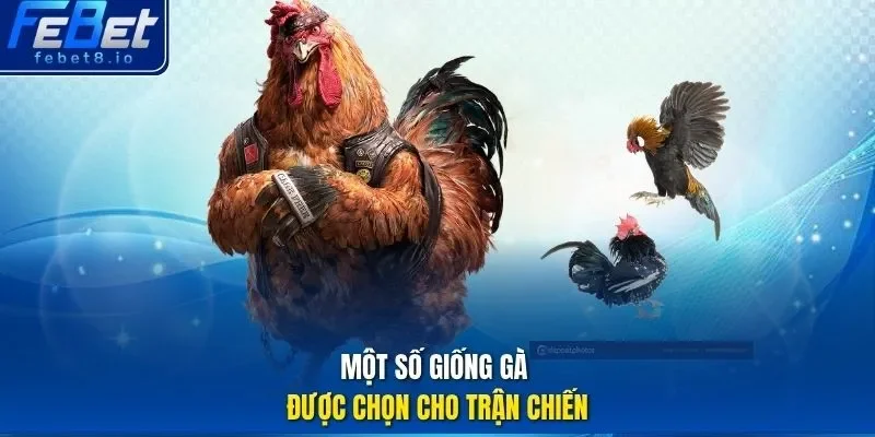 Một số giống gà được chọn cho trận chiến.