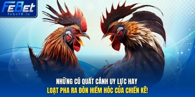 Những cú quất cánh uy lực hay loạt pha ra đòn hiểm hóc của chiến kê!